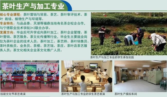 福鼎職業(yè)中專學(xué)校茶葉生產(chǎn)與加工專業(yè)